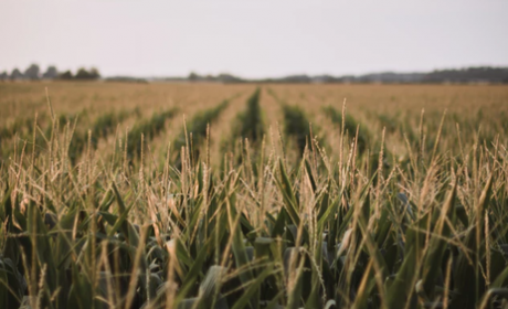 Corn field