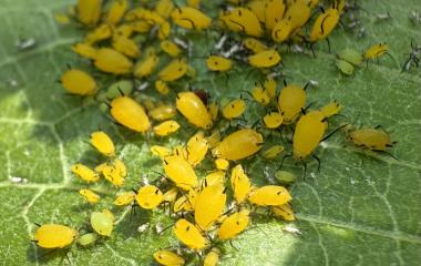 What’s Growing on My Common Milkweed?