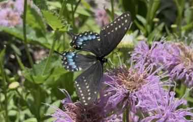 Butterflies and Moths of Kimmel: June's Field Notes