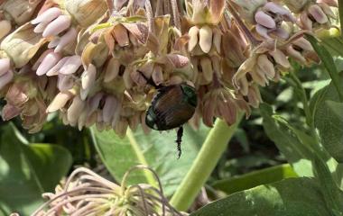 First Japanese Beetle Sighting of the Season
