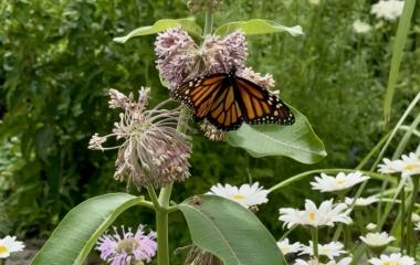 Meet the Monarch: Migration, Milkweed, and Why It Matters