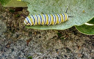Monarch Milestones at Kimmel: Newly Certified Monarch Waystation and Recent Sightings