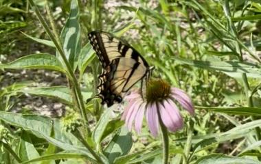 A Fluttering Farewell to June: Eastern Tiger Swallowtail at Kimmel
