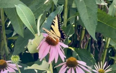 Beginning July with Butterflies: Today’s Guests in Kimmel’s Pollinator Habitat