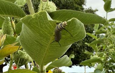 Three New Monarch Caterpillars - Summer Total Climbs to Five!