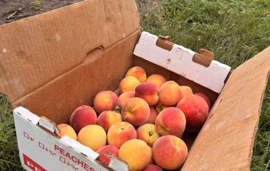 Peaches in Nebraska? Tips, Challenges, and Advice from Local Experts