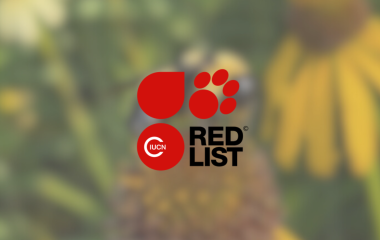Pollinator Conservation in Action: Three At-Risk Species Documented at Kimmel Orchard