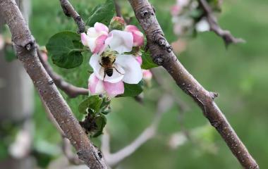 So, What's Happening in the Orchard?- May 2019