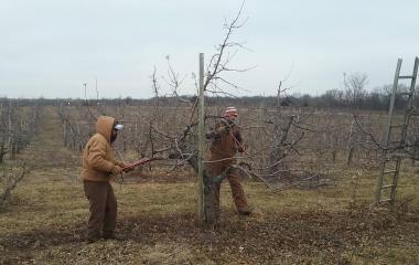 What’s Happening In The Orchard? – February 2019