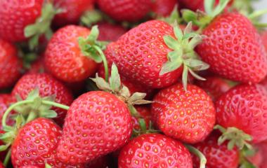 Strawberries - 5 reasons to grow, 5 reasons to consume